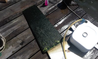 timone alghe.jpg