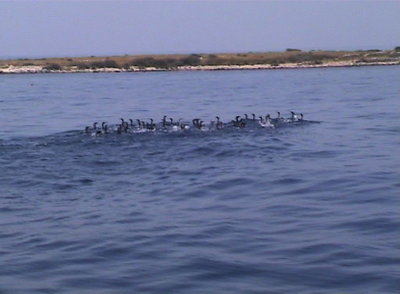 cormorani.JPEG