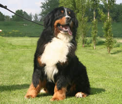 Bovaro.jpg