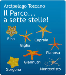 7stelle[1].jpg