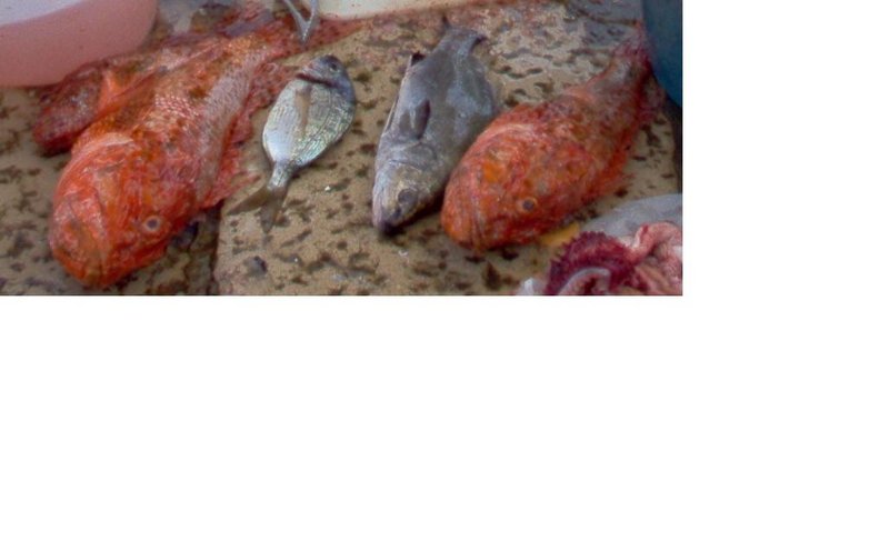 bella pescata.JPG
