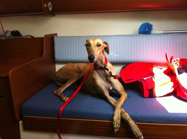Pepa on board.JPG