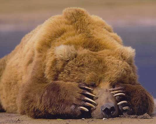 orso.jpg