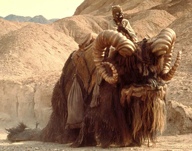 Bantha.jpg